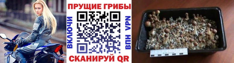 где купить наркотик  Котельники  Галлюциногенные грибы Magic Shrooms 